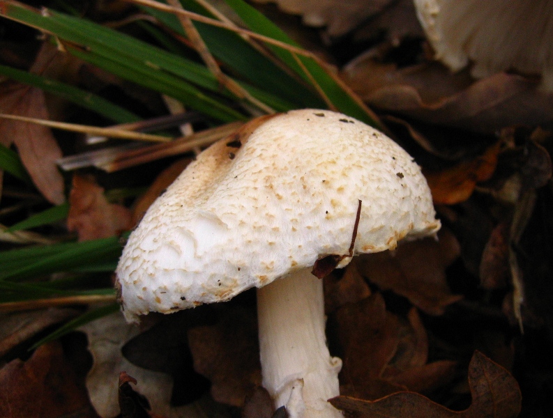 Escursione in querceto, finalmente i funghi!!!